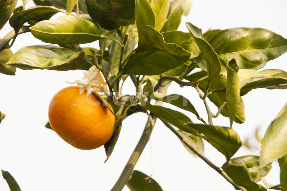 귤,귤나무,주황색과일,과일,잎사귀,식물,자연,plants,nature,과일,열매,fruit
