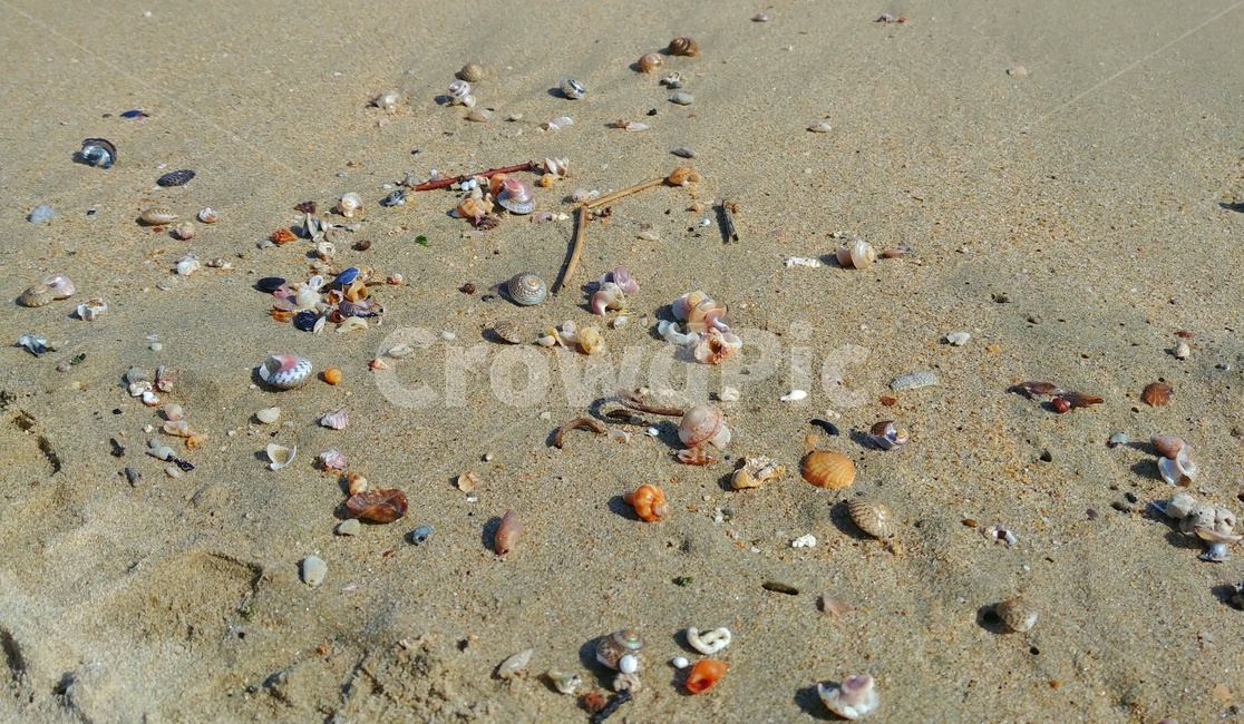 바닷가,해변,모래,조개,busan,해변,바다,beach,sea