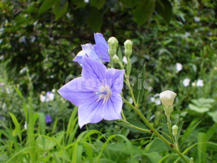 식물,꽃,들꽃,도라지꽃,보라색꽃,야생화,식물,자연,plants,nature,꽃,flower
