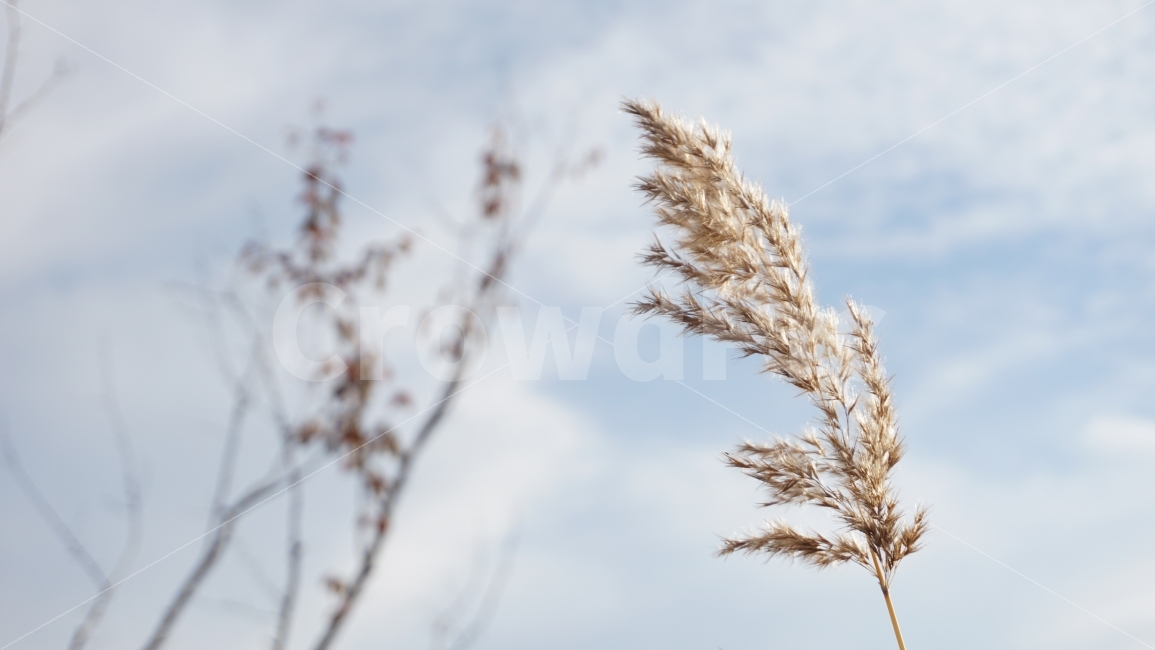 가을,하늘,억새,자연,Autumn,가을,계절,fall,autumn,season,식물,자연,plants,nature,감성,sensible,feeling,grass,잔디,plant,lawn,reed,갈대