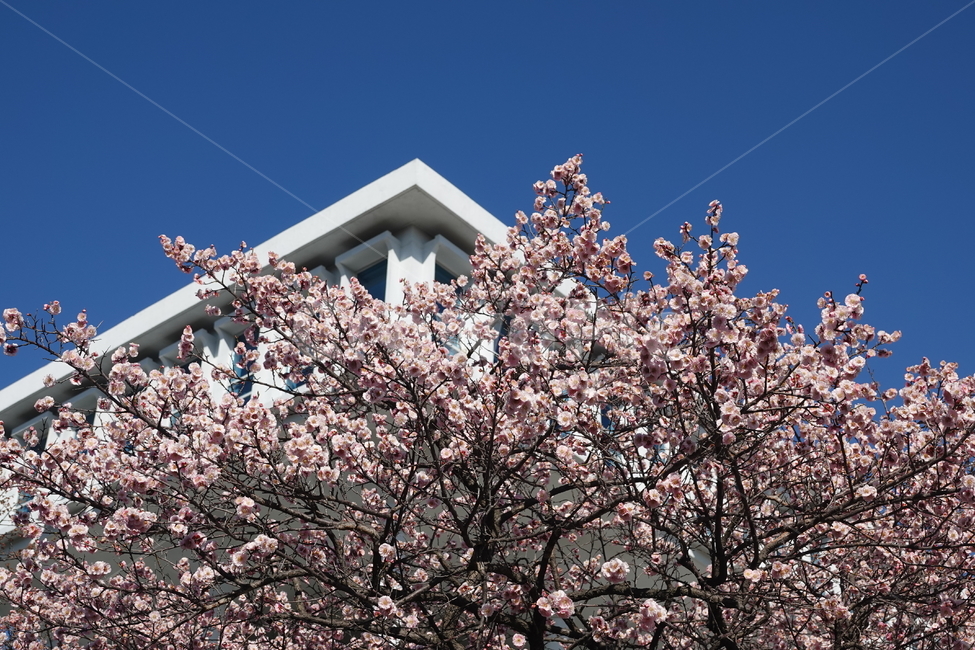 식물,꽃,벚꽃,봄,plkant,blossom,flower,cherryblossom,봄,계절,spring,season,식물,자연,plants,nature,꽃,flower