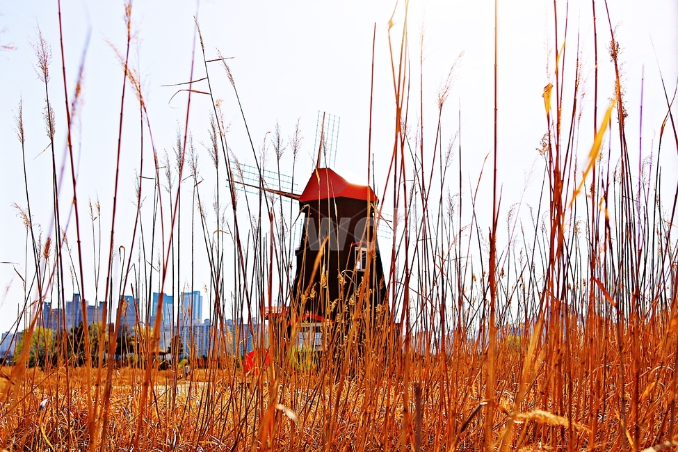 풍차,갈대,식물,자연,생태공원,풍경,배경,가을,계절,fall,autumn,season,자연,풍경,nature,landscape,grass,잔디,plant,lawn,reed