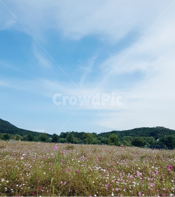 코스모스,자연,가을하늘,푸르름,하늘,가을풍경,자연,풍경,nature,landscape,식물,plants,꽃,flower