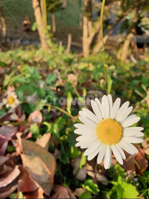 flower,꽃,blossom,구절초,가을,생명,식물,자연,plants,nature,꽃,flower