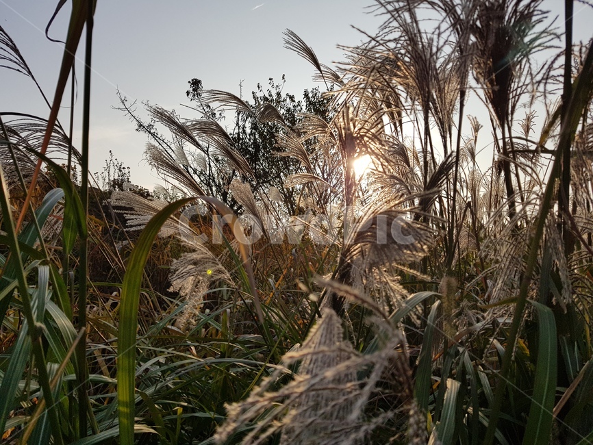 갈대,가을,flower,fall,감성