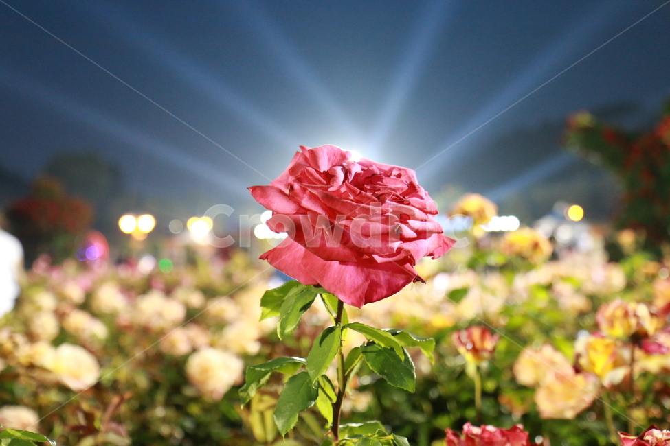 장미,꽃,풍경,야경,빛,야경,밤,풍경,nightscape,night,landscape,식물,자연,plants,nature,꽃,flower,blossom,plant,rose,geranium,제라늄