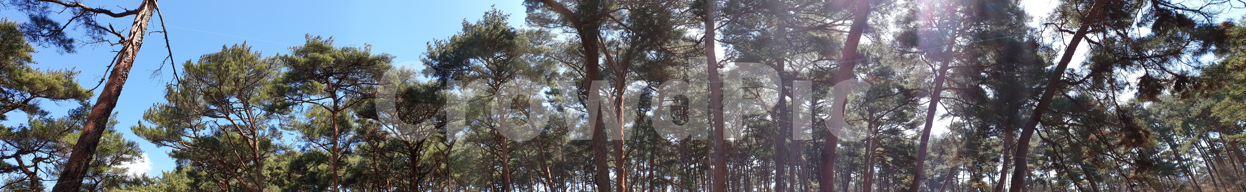 안면도,자연휴양림,소나무,숲,파노라마,풍경,자연,풍경,nature,landscape,나무,trees,wood,tree,plant,식물,tree trunk,나무 줄기