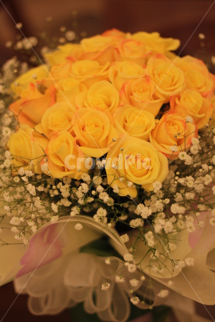 노란장미,노랑장미,장미꽃,노란장미꽃,yellowrose,장미꽃다발,노란장미꽃다발,안개꽃,꽃다발