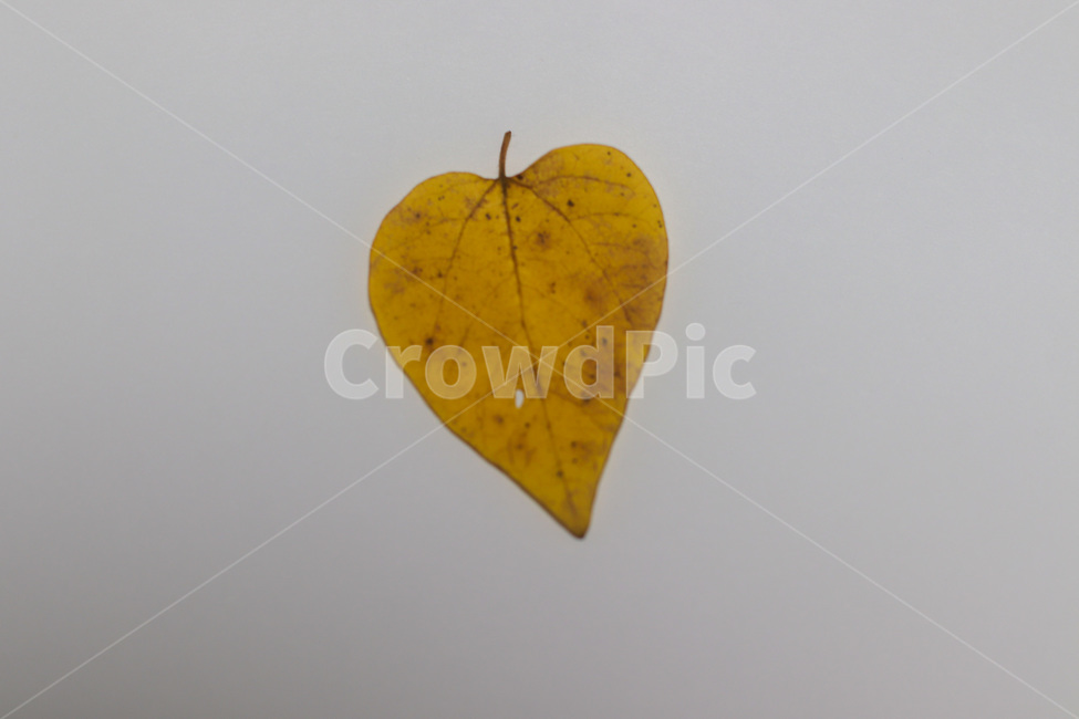단풍,단풍잎,나뭇잎,가을,잎,낙엽,식물,autumn,leaf,leaves,maple,fall,plant,계절,season,가을,계절,fall,autumn,season