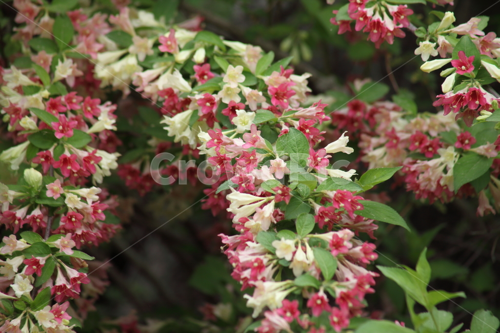 병꽃나무,꽃,봄,weigela,koreanweigela