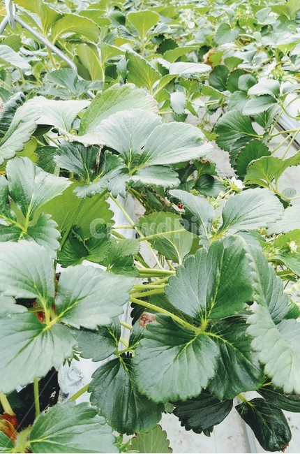 딸기,농장,꽃,줄기,온실,식물,자연,plants,nature