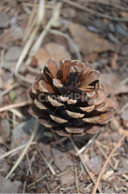 솔방울,고동색,자연,식물,소나무열매,갈색,cone,strobile,식물,자연,plants,nature
