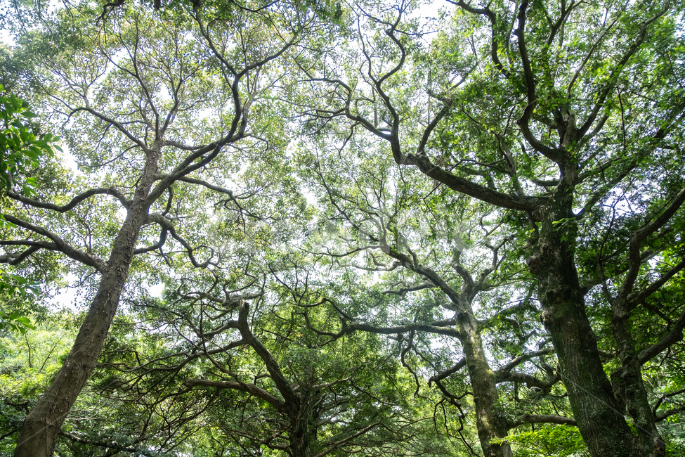제주,제주도,섬,자연,풍경,경치,아름다운풍경,아름다움,nature,land,outdoor,비자림,나무,숲,tree,plant,식물,forest,삼림지,자연,풍경,nature,landscape,식물,plants,나무,trees,wood,tree trunk,나무 줄기,vegetation,초목,outdoors,옥외,땅,woodland