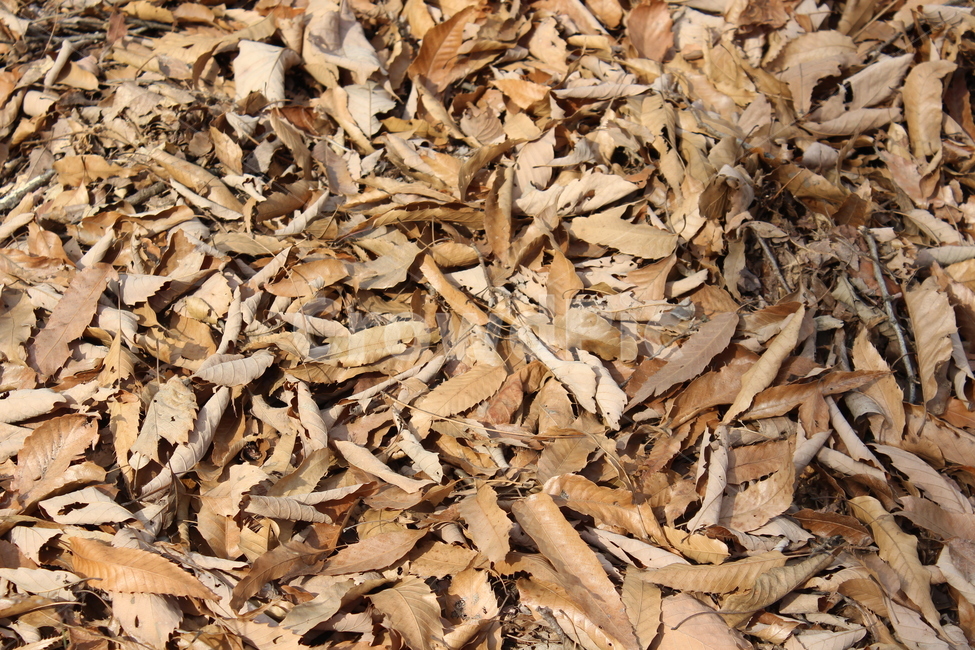 ground,leaf,잎,plant,식물
