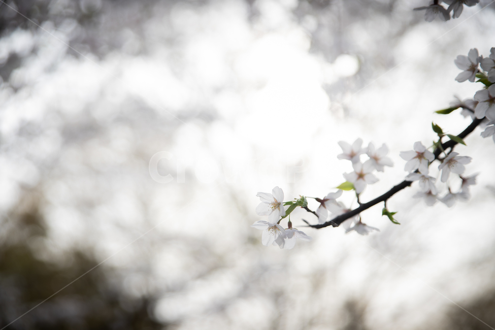 봄,spring,벗꽃,cherrytree,서울,korea,송파,식물,자연,plants,nature,꽃,flower