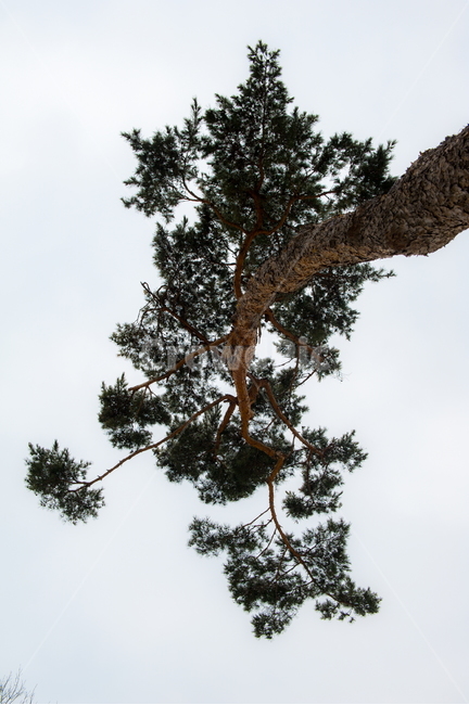 소나무,금강송,적송,황장목,나무,식물,자연,plants,nature,나무,trees,wood