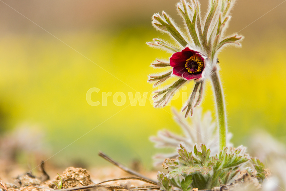 봄,꽃,할미꽃,자연,붉은색,봄,계절,spring,season,식물,자연,plants,nature,꽃,flower,plant