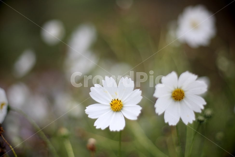 들꽃,자연,식물,꽃,가을,가을,계절,fall,autumn,season,식물,자연,plants,nature,꽃,flower,감성,sensible,feeling,plant,daisy,데이지,daisies,blossom