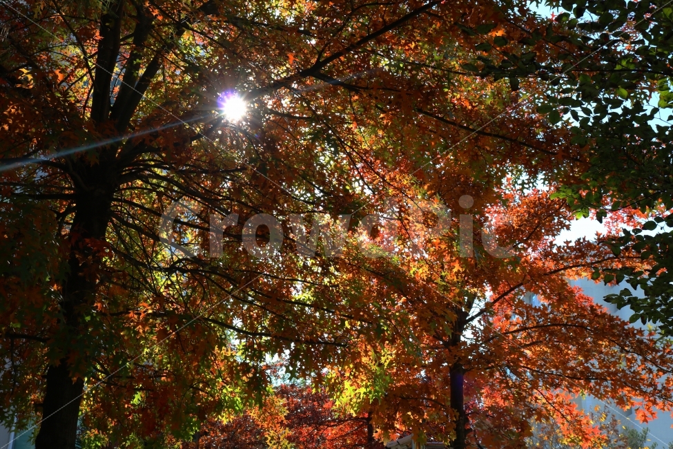 가을,단풍,낙엽,숲,숲속,풍경,여행,산책,일상,갈색,노랑색,노란색,아름다운,자연,자연의,길,길거리,감성,감성적인,감정,햇살,햇볕,태양,빛,가을,계절,fall,autumn,season,식물,자연,plants,nature,나무,trees,wood,tree,plant,leaf,잎