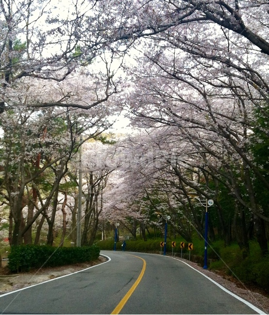 진해,jinhae,벚꽃,cherryblossoms,나무,tree,봄,spring,풍경,view,장복산,jangboksan,길,road,봄,계절,spring,season,자연,풍경,nature,landscape,asphalt,아스팔트,plant,식물