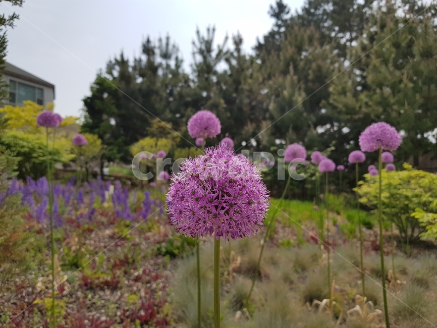 꽃,blossom,flower,식물,plant