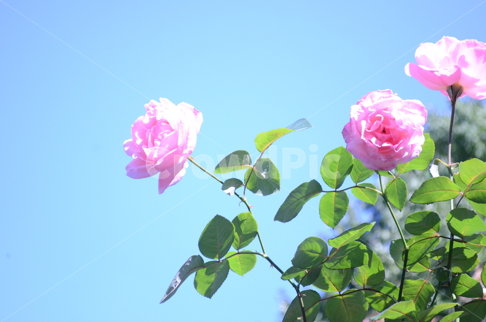 blossom,꽃,rose,장미,flower,plant,식물,마당,맑음,하늘,분홍색,pink,핑크,감성,초록,싱그러움,풍경,봄