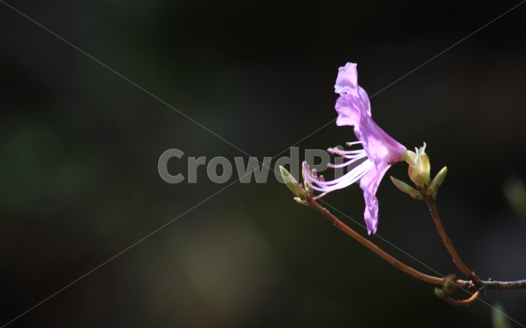 꽃,봄,진달래꽃,생명,기쁨,식물,자연,plants,nature,꽃,flower