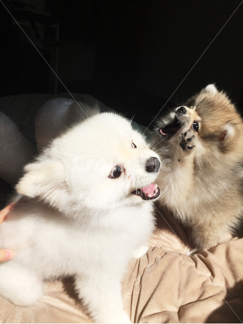 포메라니안,애완동물,강아지,반려동물,개,싸움,아기강아지,동물