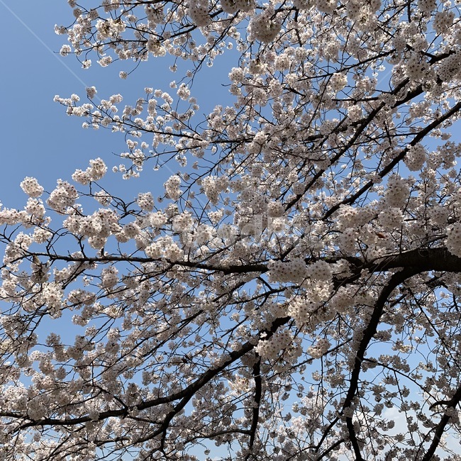 plant,식물,flower,blossom,꽃,cherryblossom,벚꽃,나무,자연,하늘,봄,봄,계절,spring,season,cherry blossom