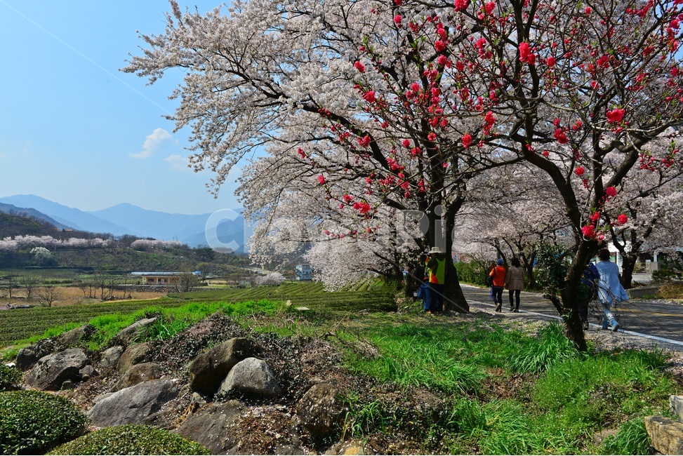 plant,식물,nature,자연,outdoors,옥외,human,인간,person,사람,경남,하동,섬진강변,벚꽃길,화개십리벚꽃길,십리벚꽃길,벚꽃,봄,계절,만개,홍매화