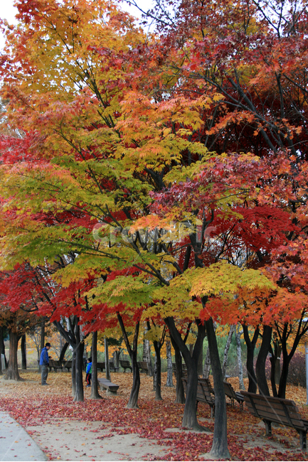 가을,나무,단풍,공원,잎,plants,nature,가을,계절,fall,autumn,season,자연,풍경,nature,landscape,한국자연풍경,한국자연경관,korea nature landscape,식물,plants,나무,trees,wood,tree,plant,furniture,가구,bench,벤치,maple,person,사람,human,인간