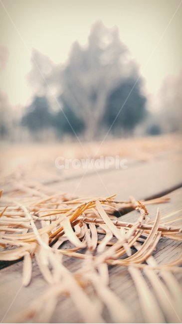 가을,낙엽,산책,나무,나뭇잎,단풍,감성,가을,계절,fall,autumn,season,감성,sensible,feeling,wood