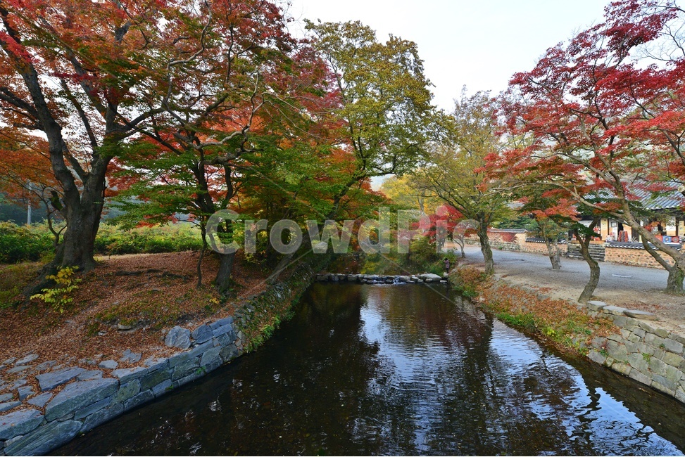 plant,식물,tree,나무,outdoors,옥외,treetrunk,나무줄기,고창,선운사,도솔천,선운사가을,추색,만추,가을