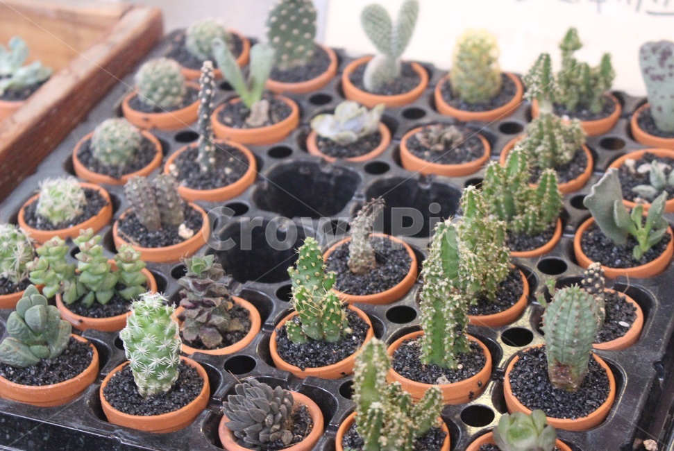 식물,선인장,미니선인장,다육식물,plant,cactus
