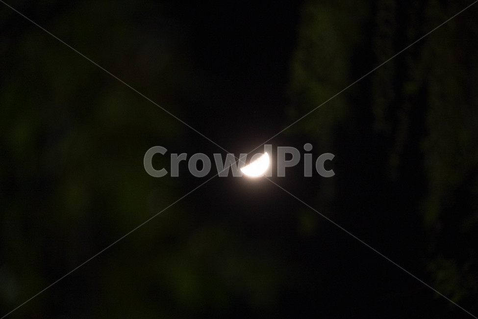 달,어둠,밤,나무,moon,tree,dark,night,저녁