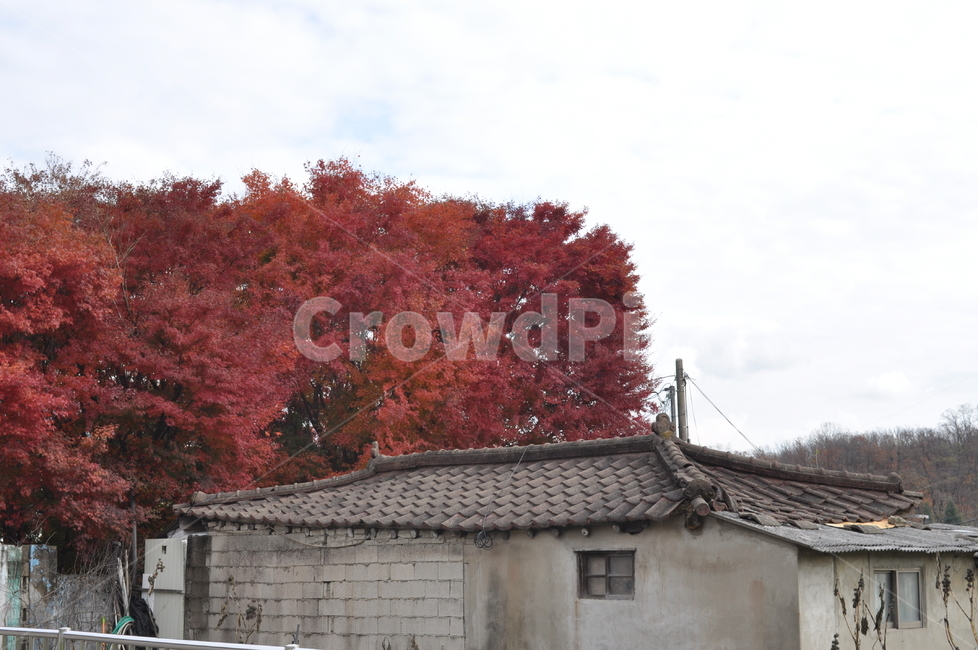 가을,나무,가을풍경,풍경,단풍,낙엽,가을,계절,fall,autumn,season,tree,plant,식물
