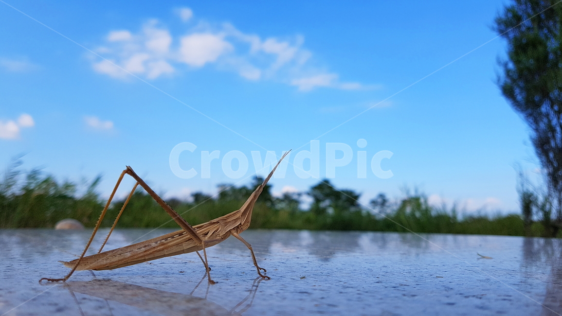 방아깨비,하늘,구름,가을,풀벌레,보호색,벌레,자연,insect,bug,autumn,nature,sky,cloud,메뚜기,곤충,풍경,동물,animal,곤충,벌레,insect,bug