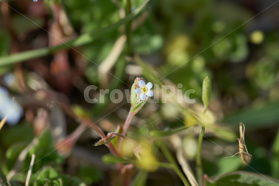 접사,꽃,꽃마리,flower,green,초록색,식물,자연,plants,nature,꽃,flower