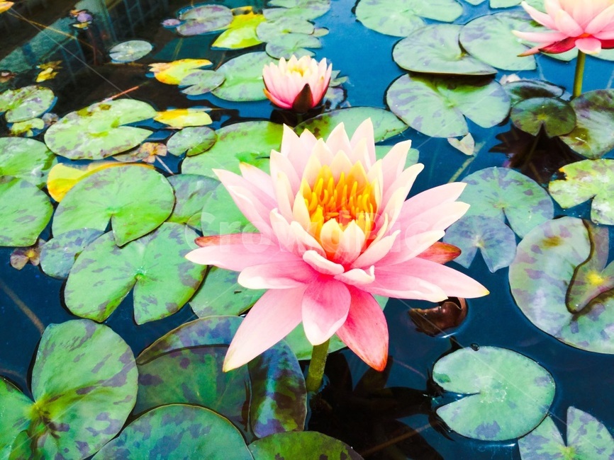 연꽃,연,분홍,꽃,자연,식물,자연,plants,nature,꽃,flower