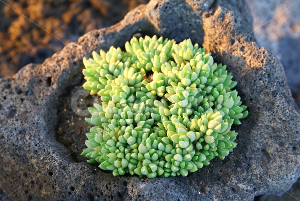 다육식물,선인장,미니선인장,현무암,식물,석양,햇빛,녹색,연두색,자연,제주,nature,succulent,plant,돌,화성암,제주도,관상식물,관상,식물,자연,plants,nature