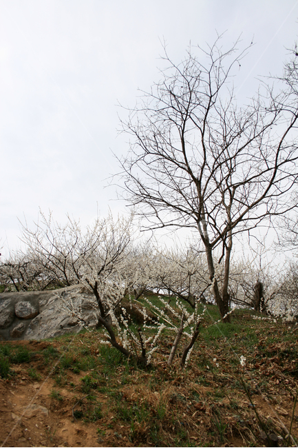 봄,매화,봄날,감성,spring,봄,계절,spring,season,자연,풍경,nature,landscape,한국자연풍경,한국자연경관,korea nature landscape,ground,바닥,plant,식물,tree,나무