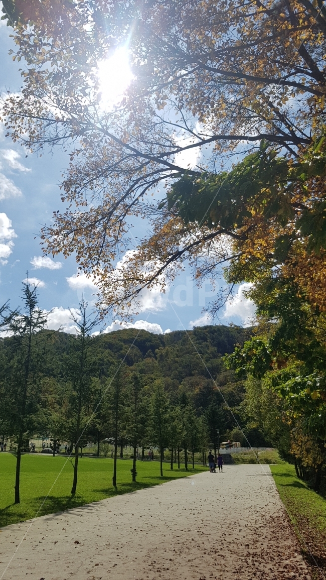 가을,천고마비,햇살,여행,풍경,산책,가을,계절,fall,autumn,season,자연,풍경,nature,landscape,한국자연풍경,한국자연경관,korea nature landscape,person,사람,human,인간,tree,나무,plant,식물