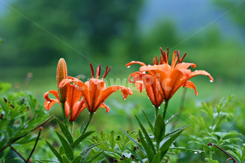 꽃,식물,자연,봄꽃,화려한,아름다움,식물,자연,plants,nature,꽃,flower
