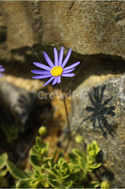 식물,flower,plants,nature,꽃,꽃봉오리,꽃밭,color,식물,자연,plants,nature,꽃,flower