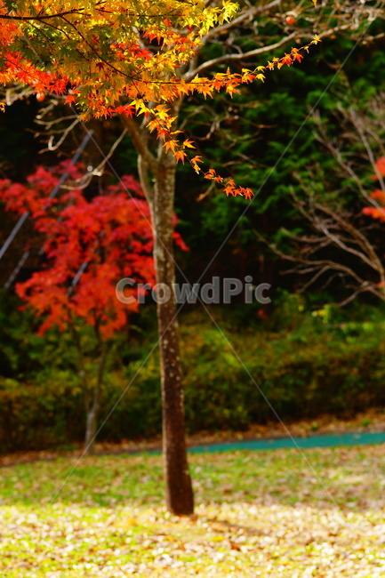 낙엽,단풍,maple,식물,나뭇잎,나무,가을,계절,fall,autumn,season,식물,자연,plants,nature,나무,trees,wood,leaf,잎,plant,tree
