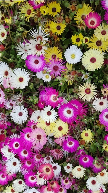 꽃,봄,야생화,들꽃,봄꽃,봄,계절,spring,season,식물,자연,plants,nature,꽃,flower,plant,blossom
