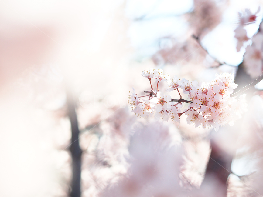 봄,꽃,식물,자연풍경,감성사진,봄,계절,spring,season,식물,자연,plants,nature,꽃,flower,감성,sensible,feeling,휴식,힐링,rest,relaxation,healing,plant