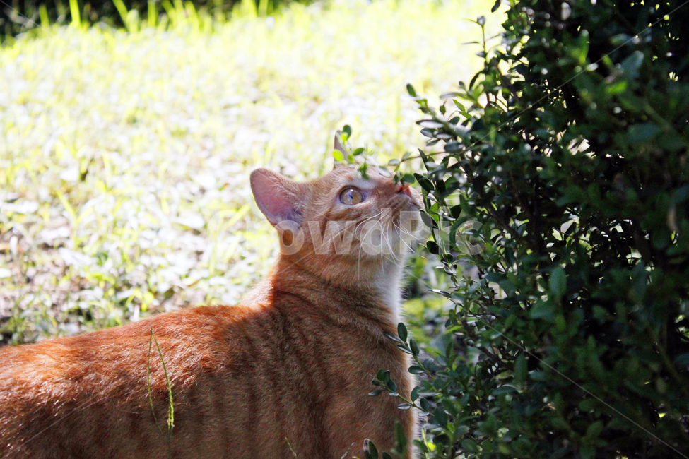 고양이,동물,야외,자연,closeup,kitty,길고양이,pet,애완동물,abyssinian,tree