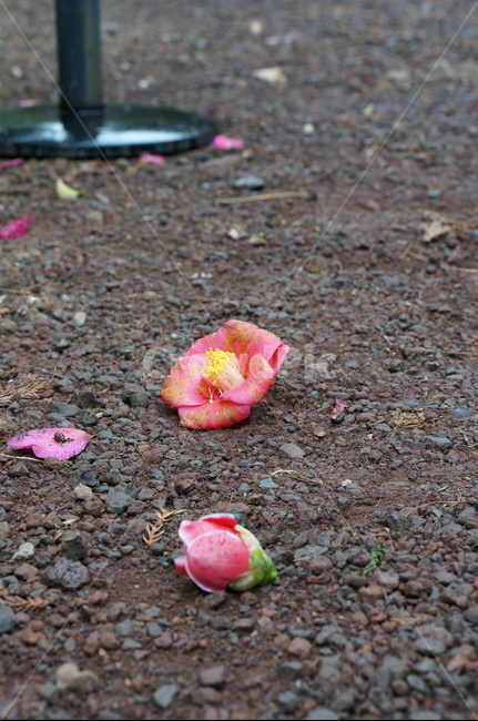 동백꽃,바닥,흙길,동백,camellia,ground,dirtroad,꽃,flower,blossom,낙화