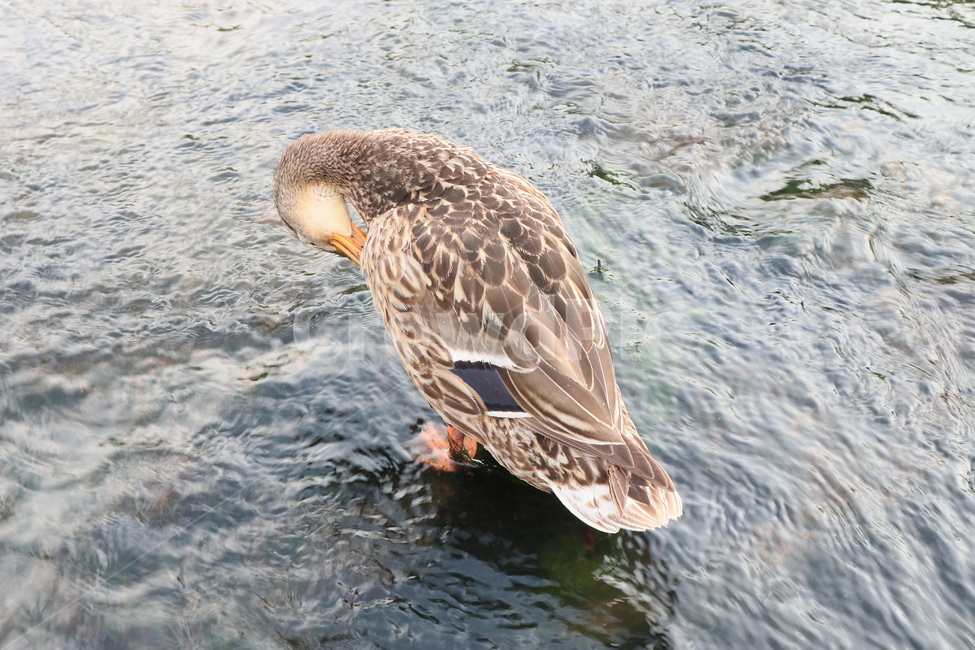 오리,조류,동물,duck,깃털